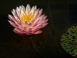Pink Water Lily  2398