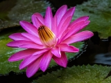 Pink Water Lily - 6427