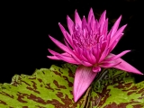 Pink Waterlily