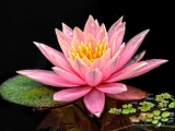 Pink Waterlily Portrait - 1469f