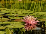 Pink Water Lily Reflection 2384