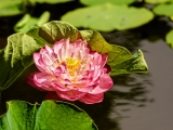 Pink/White Water Lotus 2390