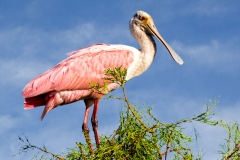 Roseate Spoonbill 8382