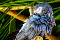 Affrican Grey Parrot