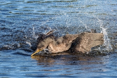 Comorant Hitting The Water