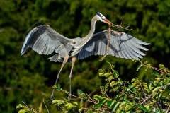 Great Blue Heron