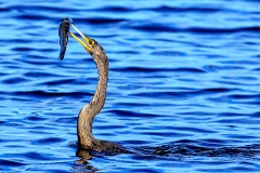 Anhinga with a fish