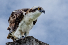 Osprey Perched