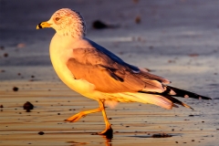 port-20141212-ShoreBird8x10