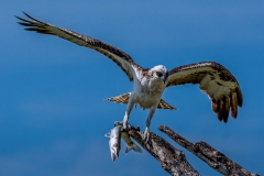 Osprey With Fish-9528