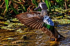 Blue Wing Teal Duck