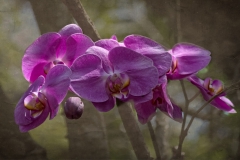 Orchids-5428