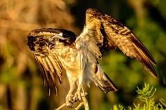 Perched Osprey At Sunrise-8190-2