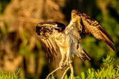 Perched Osprey At Sunrise-8190