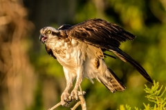 Perched Osprey At Sunrise-8192