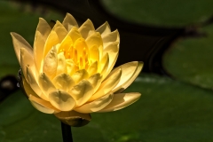 Yellow Waterlily-9108