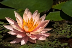 Pink Waterlily-9116