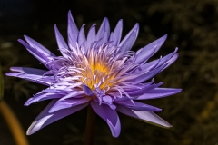 Purple Waterlily-9121