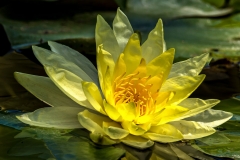 Yellow Waterlily-9124