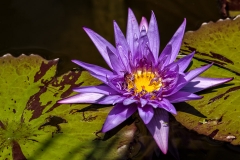 Purple Waterlily-9126