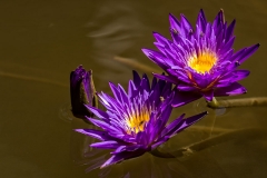 Purple Waterlily-9127