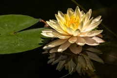 Yellow Waterlily-9155