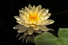 Yellow Waterlily-9171