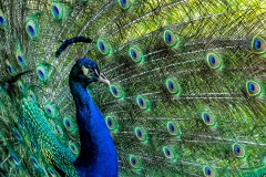 Peacock - 1222