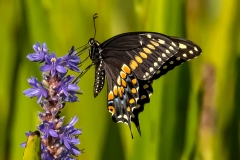 American Swallowtail Butterfly 3149