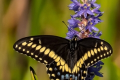 American Swallowtail Butterfly