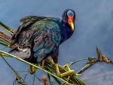 Purple Gallinule