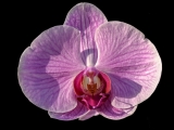 Orchid Portrait