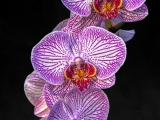 Orchids