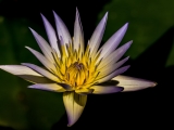 Purple/Yellow Waterlily - 6617