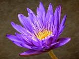 Purple/Yellow Waterlily - 7816