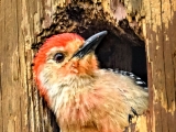 Red-Bellied Woodpecker