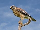 Red Shouldered Hawk - 9361-14