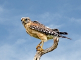 Red Shouldered Hawk - 9376-14