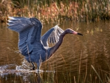 Reddish Egret - 7267