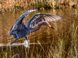 Reddish Egret - 7268