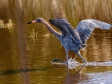 Reddish Egret - 7275