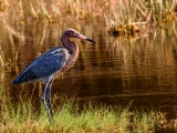 Reddish Egret - 7281