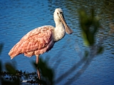 Roseate Spoonbill i