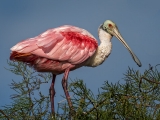 Roseate-Spoonbill