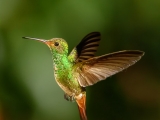 Rufous-tailed Hummingbird-1492