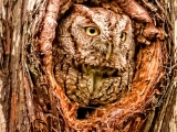 Screech Owl Peeking Out At The World