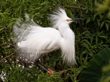 snowy-egret-3085-1