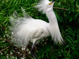 Snowy Egret With Breeding Plumage