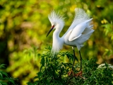 Snowy Egret - 4623-810