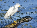 Snowy Egret